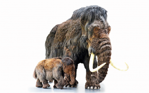Uppstoppade mammutar på museum